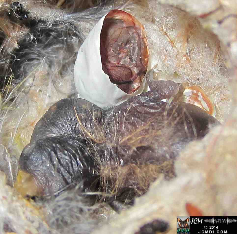 Allens Hummingbird nest, chick and filming setup